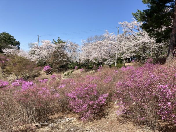 お花見散歩