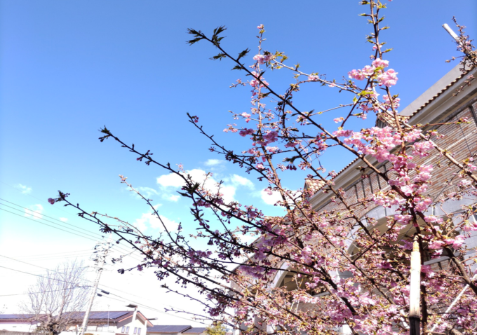 河津桜が咲き始めました。