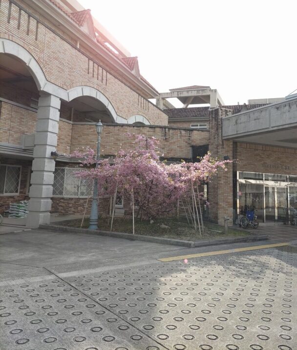 正面入り口の河津桜が今年も咲きました